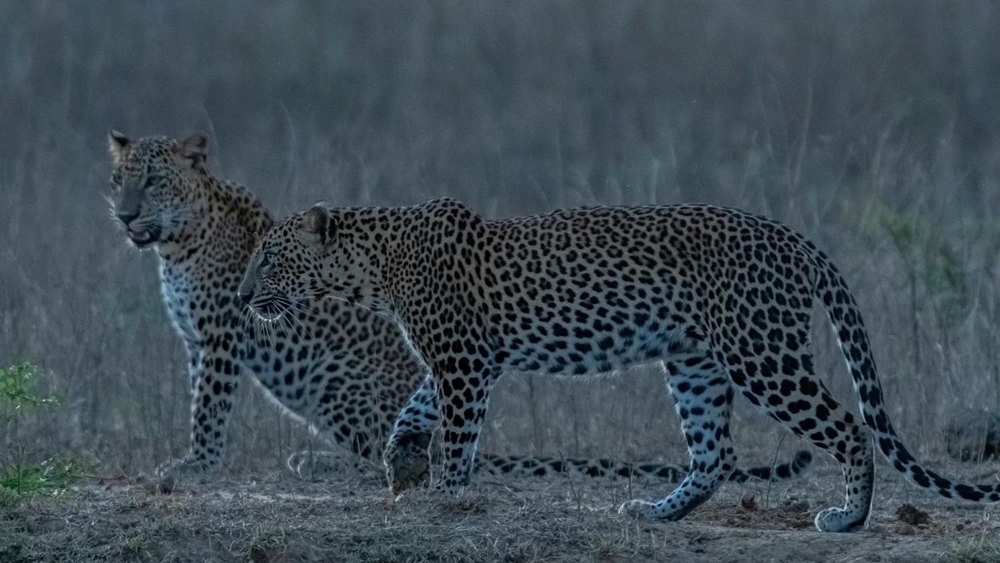 Podi Hoona Bush Camp Yala