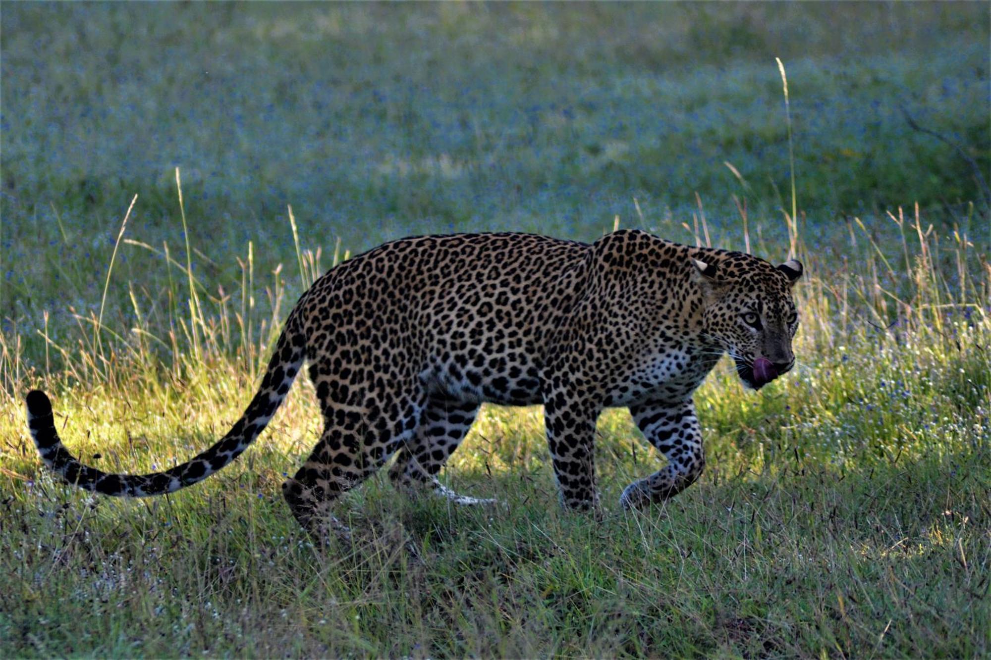 Luxury tent Podi Hoona Bush Camp