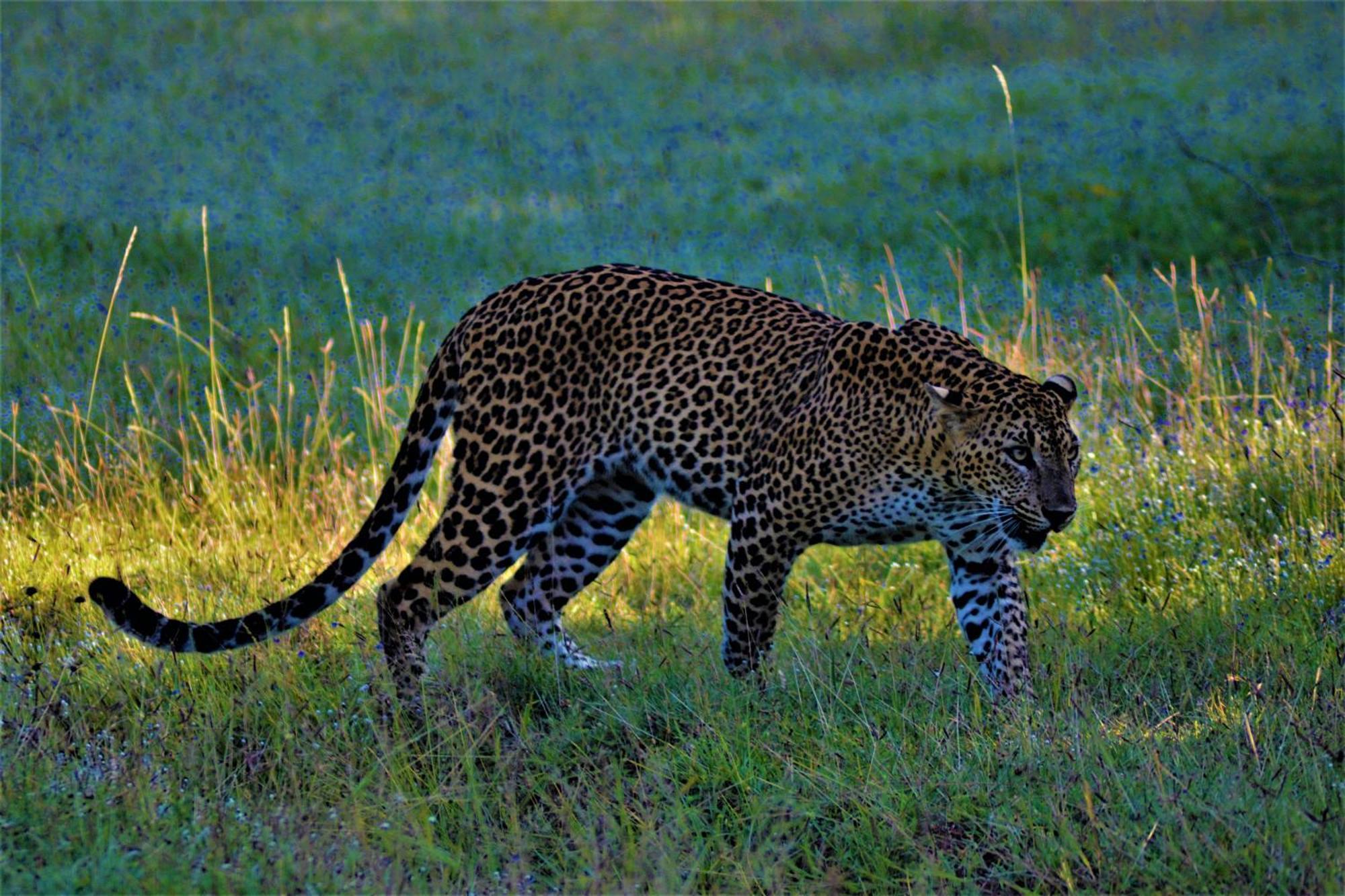 Podi Hoona Bush Camp Yala